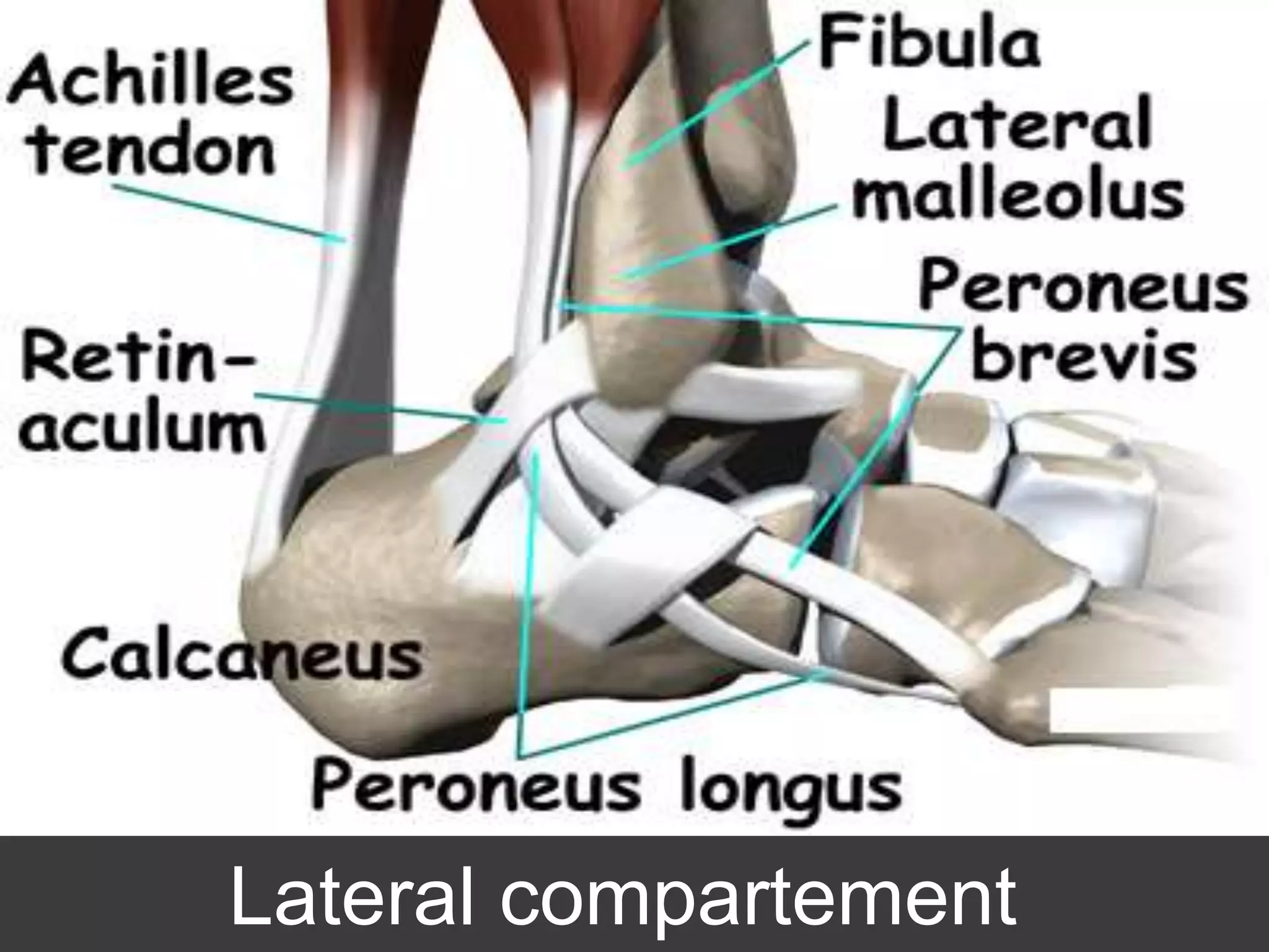 Chanel Camryn'S Feet: A Detailed Examination - 0odb40i