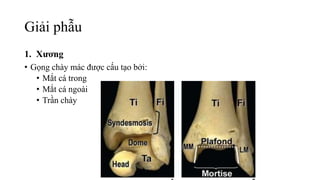 Giải phẫu
1. Xương
• Gọng chày mác được cấu tạo bởi:
• Mắt cá trong
• Mắt cá ngoài
• Trần chày
 