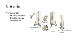Giải phẫu
Syndesmotic
• DC chày mác trước
• DC chày mác sau
• Màng liên cốt
 
