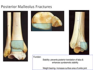 Function:
Stability- prevents posterior translation of talus &
enhances syndesmotic stability
Weight bearing- increases surface area of ankle joint
 