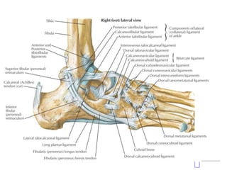 Anterior Colliculus
Posterior Colliculus
Intercollicular Groove
Medial malleolus consists of:
-Anterior Colliculus
-Intercollicular Groove
-Posterior Colliculus
Origi
 