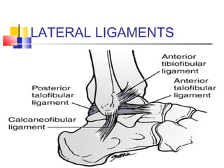 LATERAL LIGAMENTS
 
