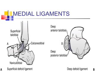 MEDIAL LIGAMENTS
 