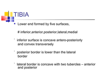 TIBIA
   Lower end formed by five surfaces,

    # inferior,anterior,posterior,lateral,medial

` inferior surface is concave antero-posteriorly
   and convex transversely

` posterior border is lower than the lateral
  border

` lateral border is concave with two tubercles – anterior
   and posterior
 