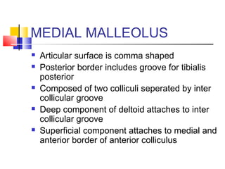 MEDIAL MALLEOLUS
   Articular surface is comma shaped
   Posterior border includes groove for tibialis
    posterior
   Composed of two colliculi seperated by inter
    collicular groove
   Deep component of deltoid attaches to inter
    collicular groove
   Superficial component attaches to medial and
    anterior border of anterior colliculus
 