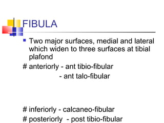 FIBULA
 Two major surfaces, medial and lateral
  which widen to three surfaces at tibial
  plafond
# anteriorly - ant tibio-fibular
            - ant talo-fibular



# inferiorly - calcaneo-fibular
# posteriorly - post tibio-fibular
 