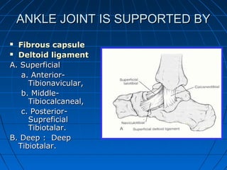 ANKLE JOINT IS SUPPORTED BYANKLE JOINT IS SUPPORTED BY
 Fibrous capsuleFibrous capsule
 Deltoid ligamentDeltoid ligament
A. SuperficialA. Superficial
a. Anterior-a. Anterior-
Tibionavicular,Tibionavicular,
b. Middle-b. Middle-
Tibiocalcaneal,Tibiocalcaneal,
c. Posterior-c. Posterior-
SupreficialSupreficial
Tibiotalar.Tibiotalar.
B. Deep : DeepB. Deep : Deep
Tibiotalar.Tibiotalar.
 