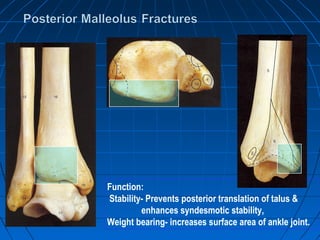 Function:
Stability- Prevents posterior translation of talus &
enhances syndesmotic stability,
Weight bearing- increases surface area of ankle joint.
 