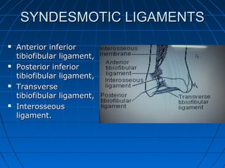 SYNDESMOTIC LIGAMENTSSYNDESMOTIC LIGAMENTS
 Anterior inferiorAnterior inferior
tibiofibular ligament,tibiofibular ligament,
 Posterior inferiorPosterior inferior
tibiofibular ligament,tibiofibular ligament,
 TransverseTransverse
tibiofibular ligament,tibiofibular ligament,
 InterosseousInterosseous
ligament.ligament.
 