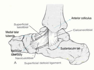 Anterior colliculus
Sustantaculm tali
Navicular
tuberosity
Medial talar
tubercle
 
