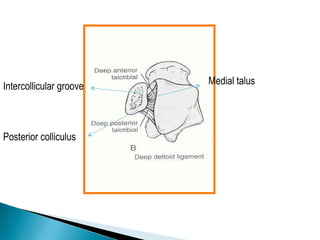 Medial talus
Intercollicular groove
Posterior colliculus
 