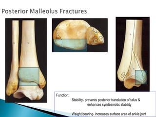 Function:
Stability- prevents posterior translation of talus &
enhances syndesmotic stability
Weight bearing- increases surface area of ankle joint
 