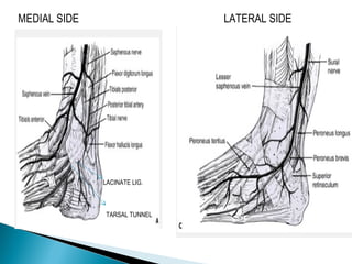MEDIAL SIDE LATERAL SIDE
LACINATE LIG.
TARSAL TUNNEL
 