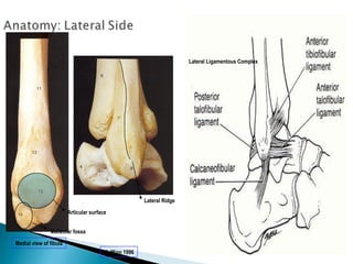 Lateral Ligamentous Complex




                                                     Lateral Ridge

                        Articular surface


               Malleolar fossa

Medial view of fibula
                                       McMinn 1996
 