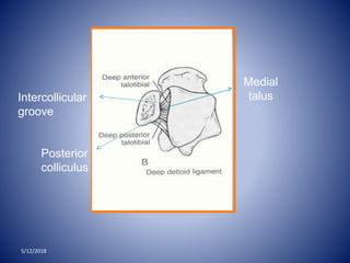 Medial
talusIntercollicular
groove
Posterior
colliculus
5/12/2018
 
