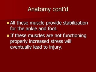 Anatomy cont’dAll these muscle provide stabilization for the ankle and foot.If these muscles are not functioning properly increased stress will eventually lead to injury.