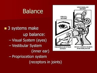           Balance3 systems make               up balance:Visual System (eyes)Vestibular System                    (inner ear)Propriocetion system                  (receptors in joints)
