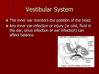 Vestibular SystemThe inner ear monitors the position of the head.Any inner ear infection or injury (ie cold, fluid in the ear, sinus infection or ear infection) can affect balance.