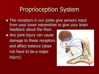 Proprioception SystemThe receptors in our joints give sensory input from your lower extremities to give your brain feedback about the floor.Any joint injury can cause    damage to these receptors   and affect balance (does    not have to be a major   injury).