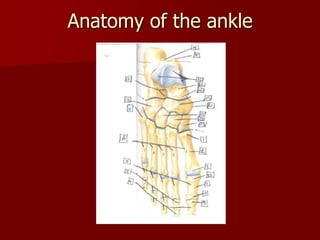Anatomy of the ankle