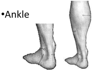 •Ankle
 