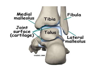 LIGAMENTS OF THE JOINT
• CAPSULAR LIGAMENT
• SYNOVIAL MEMBRANE
• DELTOID OR MEDIAL LIGAMENT
• LATERAL LIGAMENTS
- ANTERIOR...