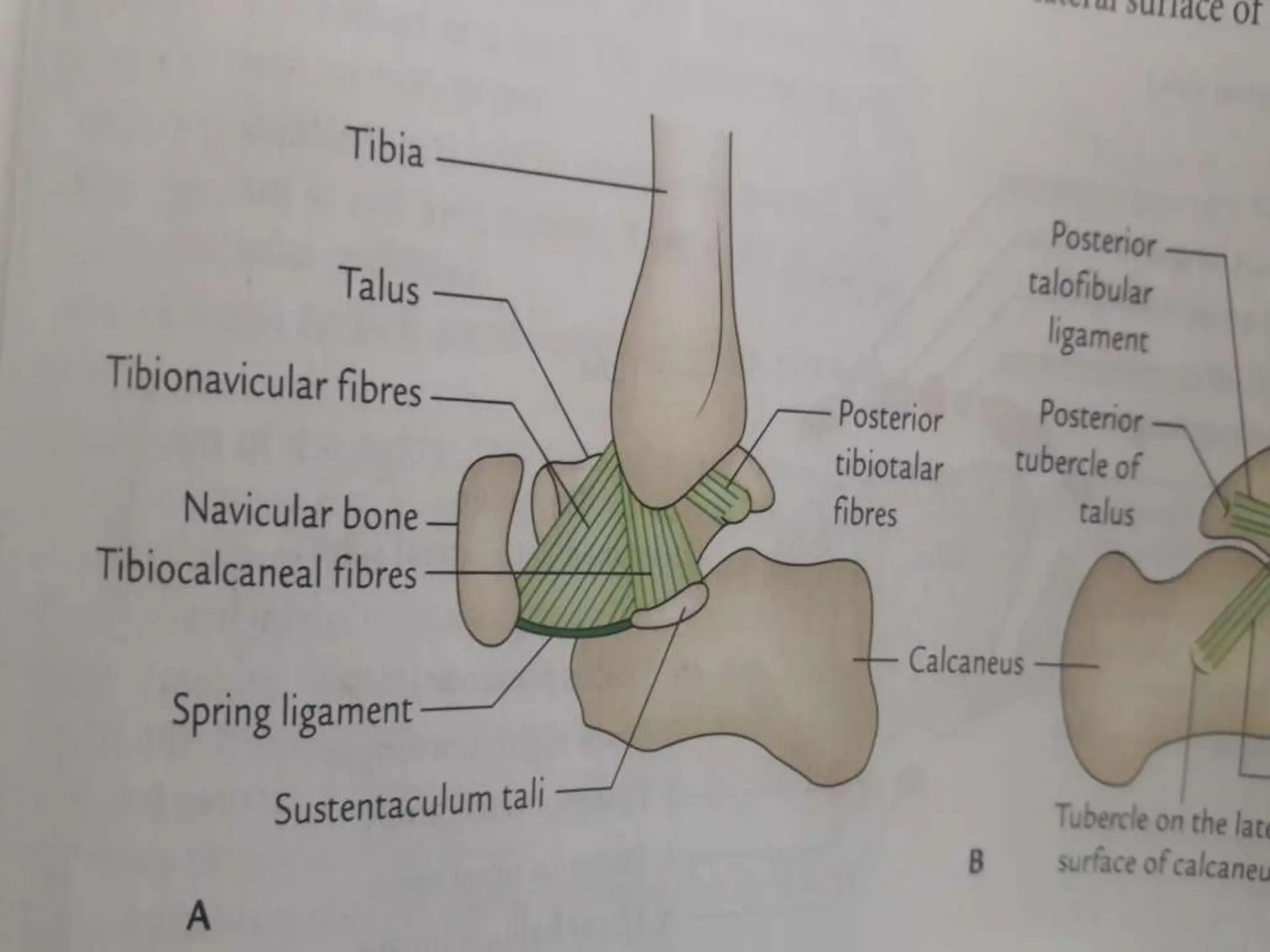 ankle joint anatomy ppt book to your .pptx