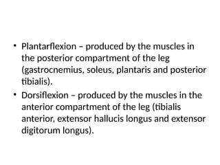 • Plantarflexion – produced by the muscles in
the posterior compartment of the leg
(gastrocnemius, soleus, plantaris and posterior
tibialis).
• Dorsiflexion – produced by the muscles in the
anterior compartment of the leg (tibialis
anterior, extensor hallucis longus and extensor
digitorum longus).
 