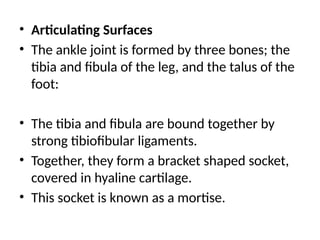 • Articulating Surfaces
• The ankle joint is formed by three bones; the
tibia and fibula of the leg, and the talus of the
foot:
• The tibia and fibula are bound together by
strong tibiofibular ligaments.
• Together, they form a bracket shaped socket,
covered in hyaline cartilage.
• This socket is known as a mortise.
 