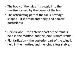 • The body of the talus fits snugly into the
mortise formed by the bones of the leg.
• The articulating part of the talus is wedge
shaped – it is broad anteriorly, and narrow
posteriorly:
• Dorsiflexion – the anterior part of the talus is
held in the mortise, and the joint is more stable.
• Plantarflexion – the posterior part of the talus is
held in the mortise, and the joint is less stable.
 