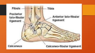 Angulo Tobillo Ankle Joint teknik radiologi ankle joint | PPTX