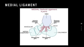 M ED IAL L IG AM E NT
8
/
1
/
2
0
2
4
10
 
