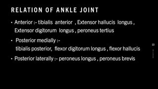 R E L ATIO N O F A NKL E J O INT
• Anterior :- tibialis anterior , Extensor hallucis longus ,
Extensor digitorum longus , peroneus tertius
• Posterior medially :-
tibialis posterior, flexor digitorum longus , flexor hallucis
• Posterior laterally :- peroneus longus , peroneus brevis
8
/
1
/
2
0
2
4
13
 