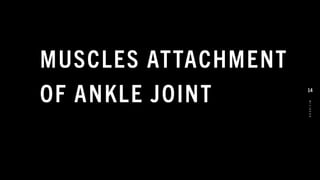 MUSCLES ATTACHMENT
OF ANKLE JOINT
8
/
1
/
2
0
2
4
14
 