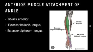 ANTERIOR MUSCLE ATTACHMENT OF
ANKLE
• Tibialis anterior
• Extensor hallucis longus
• Extensor digitorum longus
8
/
1
/
2
0
2
4
15
 