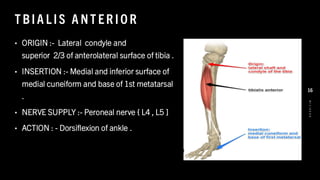T BIA L IS A NT ER IO R
• ORIGIN :- Lateral condyle and
superior 2/3 of anterolateral surface of tibia .
• INSERTION :- Medial and inferior surface of
medial cuneiform and base of 1st metatarsal
.
• NERVE SUPPLY :- Peroneal nerve { L4 , L5 ]
• ACTION : - Dorsiflexion of ankle .
8
/
1
/
2
0
2
4
16
 