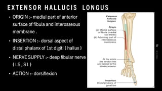 E X TE NS O R HAL L U CIS LO N GU S
• ORIGIN :- medial part of anterior
surface of fibula and interosseous
membrane .
• INSERTION :- dorsal aspect of
distal phalanx of 1st digiti { hallux }
• NERVE SUPPLY :- deep fibular nerve
{ L5 , S1 }
• ACTION :- dorsiflexion
8
/
1
/
2
0
2
4
17
 