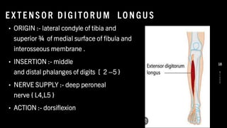 E X TE NS O R DIG ITO R U M LO N GU S
• ORIGIN :- lateral condyle of tibia and
superior ¾ of medial surface of fibula and
interosseous membrane .
• INSERTION :- middle
and distal phalanges of digits [ 2 –5 }
• NERVE SUPPLY :- deep peroneal
nerve { L4,L5 }
• ACTION :- dorsiflexion
8
/
1
/
2
0
2
4
18
 