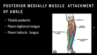 PO ST E R IO R ME DIA L LY MU SCL E AT TACH ME NT
O F A NKL E
• Tibialis posterior
• Flexor digitorum longus
• Flexor hallucis longus
8
/
1
/
2
0
2
4
19
 