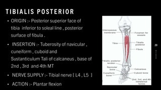 T IBIA L IS PO ST E R IO R
• ORIGIN :- Posterior superior face of
tibia inferior to soleal line , posterior
surface of fibula .
• INSERTION :- Tuberosity of navicular ,
cuneiform , cuboid and
Sustanticulum Tali of calcaneus , base of
2nd , 3rd and 4th MT
• NERVE SUPPLY :- Tibial nerve [ L4 , L5 ]
• ACTION :- Plantar flexion
8
/
1
/
2
0
2
4
20
 