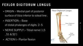 F E X LO R DIG ITO R U M L O NG US
• ORIGIN :- Medial part of posterior
surface of tibia inferior to soleal line .
• INSERTION :- Base
of distal phalanges of digits 2- 5
• NERVE SUPPLY :- Tibial nerve [ L5
, S1 & S2 ]
• ACTION l:- Plantar flexion
8
/
1
/
2
0
2
4
21
 