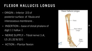 F L E XO R H AL L U CIS LO N GU S
• ORIGIN :- Inferior 2/3 of
posterior surface of fibula and
interosseous membrane .
• INSERTION :- base of distal phalanx of
digit 1 [ hallux ]
• NERVE SUPPLY :- Tibial nerve [ L4,
L5 ,S1,S2 & S3 ]
• ACTION :- Plantar flexion
8
/
1
/
2
0
2
4
22
 