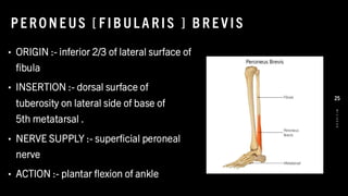 PE RO N E US [ F IB UL A R IS ] B R E V IS
• ORIGIN :- inferior 2/3 of lateral surface of
fibula
• INSERTION :- dorsal surface of
tuberosity on lateral side of base of
5th metatarsal .
• NERVE SUPPLY :- superficial peroneal
nerve
• ACTION :- plantar flexion of ankle
8
/
1
/
2
0
2
4
25
 