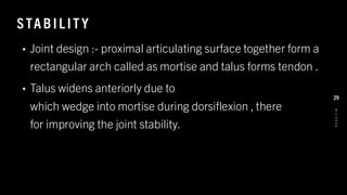STAB IL IT Y
• Joint design :- proximal articulating surface together form a
rectangular arch called as mortise and talus forms tendon .
• Talus widens anteriorly due to
which wedge into mortise during dorsiflexion , there
for improving the joint stability.
8
/
1
/
2
0
2
4
29
 