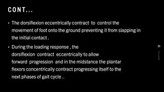 CO N T...
• The dorsiflexion eccentrically contract to control the
movement of foot onto the ground preventing it from slapping in
the initial contact .
• During the loading response , the
dorsiflexion contract eccentrically to allow
forward progression and in the midstance the plantar
flexors concentrically contract progressing itself to the
next phases of gait cycle .,
8
/
1
/
2
0
2
4
35
 