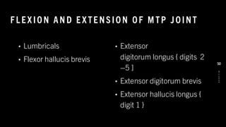 F L E X IO N AN D E X TE NS IO N O F M TP J O INT
• Lumbricals
• Flexor hallucis brevis
• Extensor
digitorum longus { digits 2
–5 ]
• Extensor digitorum brevis
• Extensor hallucis longus {
digit 1 }
8
/
1
/
2
0
2
4
50
 