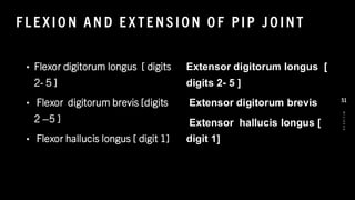 F L E X IO N AN D E X TE NS IO N O F PIP JO INT
• Flexor digitorum longus [ digits
2- 5 ]
• Flexor digitorum brevis [digits
2 –5 ]
• Flexor hallucis longus [ digit 1]
Extensor digitorum longus [
digits 2- 5 ]
Extensor digitorum brevis
Extensor hallucis longus [
digit 1]
8
/
1
/
2
0
2
4
51
 