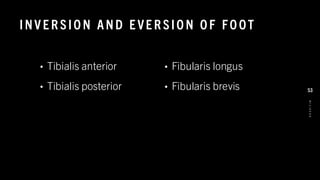 INV E R SIO N AND E VE R SIO N O F FO OT
• Tibialis anterior
• Tibialis posterior
• Fibularis longus
• Fibularis brevis
8
/
1
/
2
0
2
4
53
 