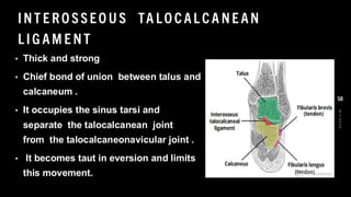 INT E RO SSEO U S TA LO CAL CA NE AN
L IG AM E NT
• Thick and strong
• Chief bond of union between talus and
calcaneum .
• It occupies the sinus tarsi and
separate the talocalcanean joint
from the talocalcaneonavicular joint .
• It becomes taut in eversion and limits
this movement.
8
/
1
/
2
0
2
4
58
 