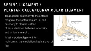 SPR IN G L IG A ME NT /
PL A NTA R CAL CA NEO N AV ICU L AR L IG AM E NT
Its attached posteriorly to the anterior
margin of the sustentaculum tali and
anteriorly to plantar surface
of navicular bone between tuberosity
and articular margin.
Most important ligament for
maintaining the medial longitudinal arch of
foot .
8
/
1
/
2
0
2
4
61
 